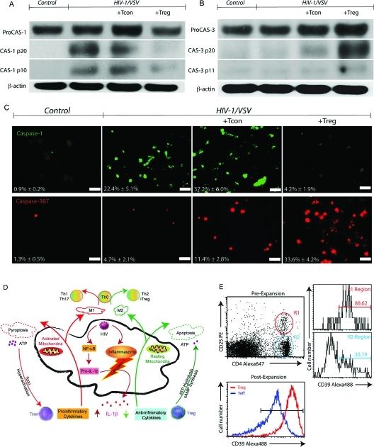 https://cdn.ncbi.nlm.nih.gov/pmc/blobs/d518/3108468/263aaf27e5dc/pr-2010-009178_0002.jpg