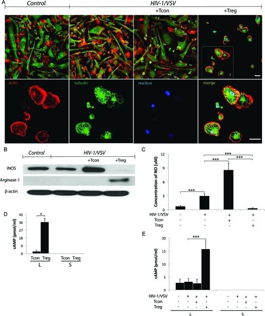 https://cdn.ncbi.nlm.nih.gov/pmc/blobs/d518/3108468/ce86853efb1d/pr-2010-009178_0004.jpg