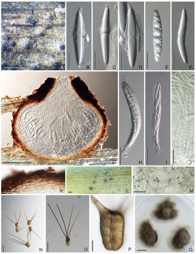 https://cdn.ncbi.nlm.nih.gov/pmc/blobs/d51c/2816973/124ef73d7a9d/175fig1.jpg