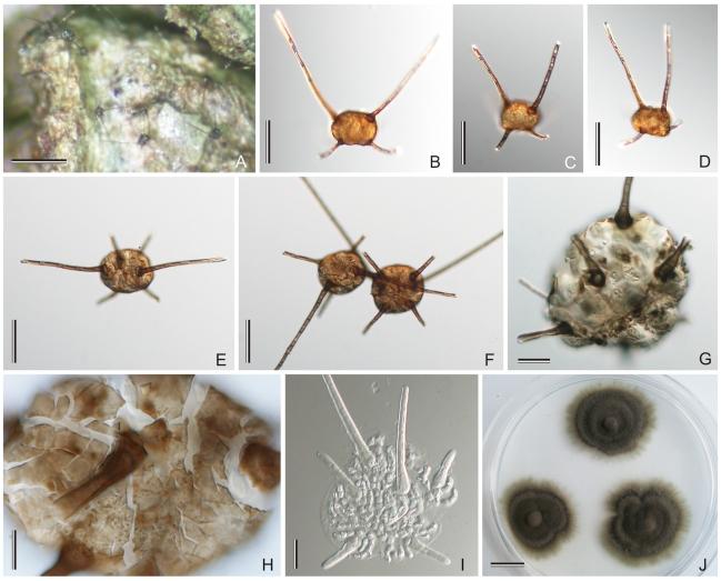 https://cdn.ncbi.nlm.nih.gov/pmc/blobs/d51c/2816973/32ebbb642463/175fig13.jpg