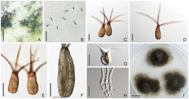 https://cdn.ncbi.nlm.nih.gov/pmc/blobs/d51c/2816973/65a3c9b7e8eb/175fig10.jpg