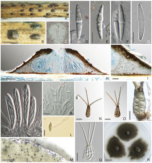 https://cdn.ncbi.nlm.nih.gov/pmc/blobs/d51c/2816973/7dcf44b32db3/175fig6.jpg
