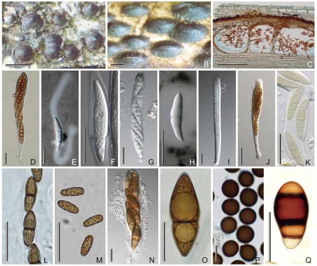https://cdn.ncbi.nlm.nih.gov/pmc/blobs/d51c/2816973/8c2e36499d9d/175fig19.jpg
