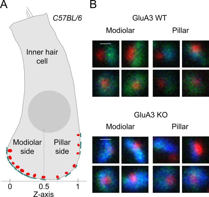 https://cdn.ncbi.nlm.nih.gov/pmc/blobs/d51c/9891727/103f81e76c4f/elife-80950-fig8-figsupp1.jpg