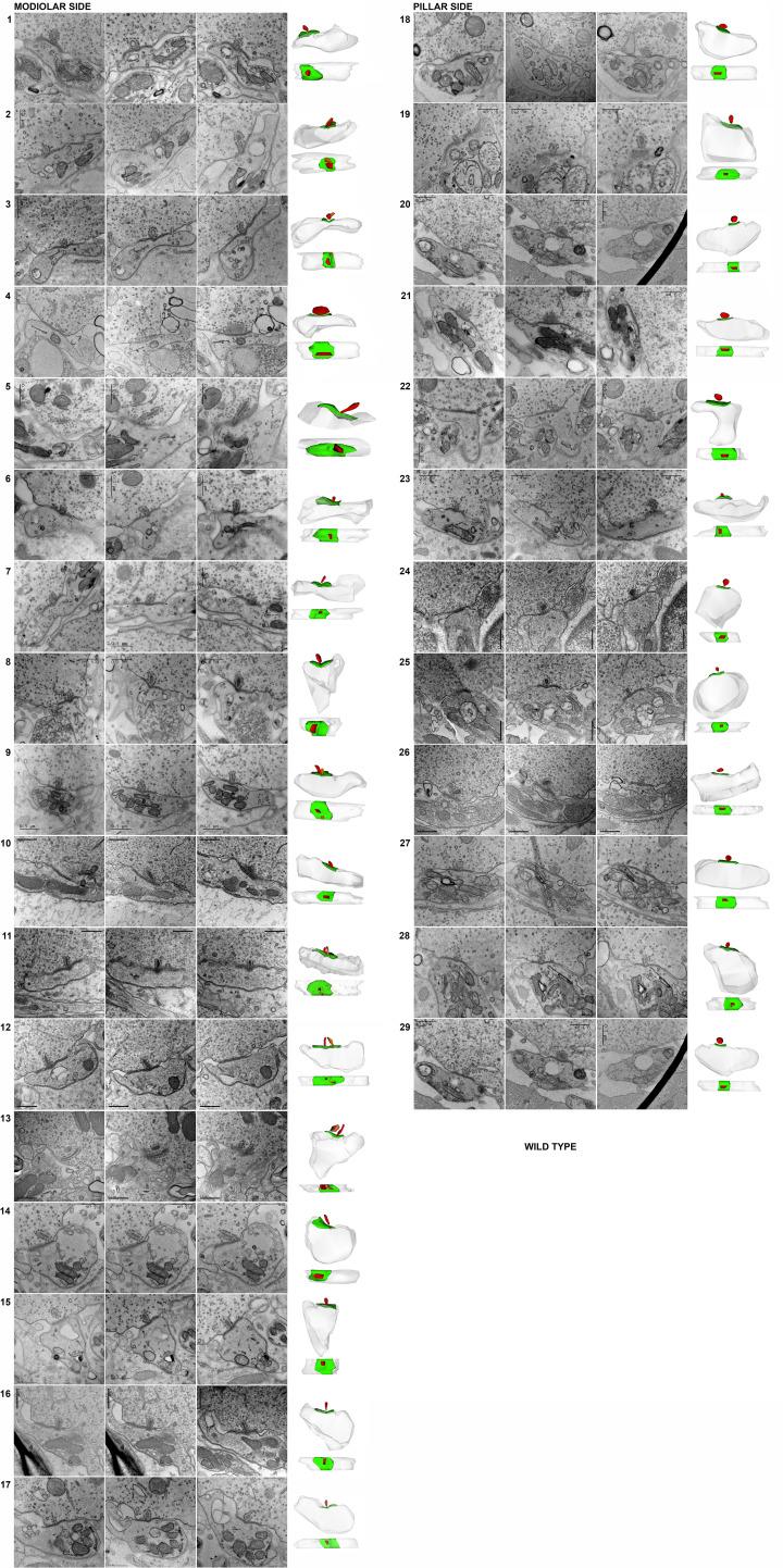 https://cdn.ncbi.nlm.nih.gov/pmc/blobs/d51c/9891727/211aead24ac5/elife-80950-fig3-figsupp1.jpg