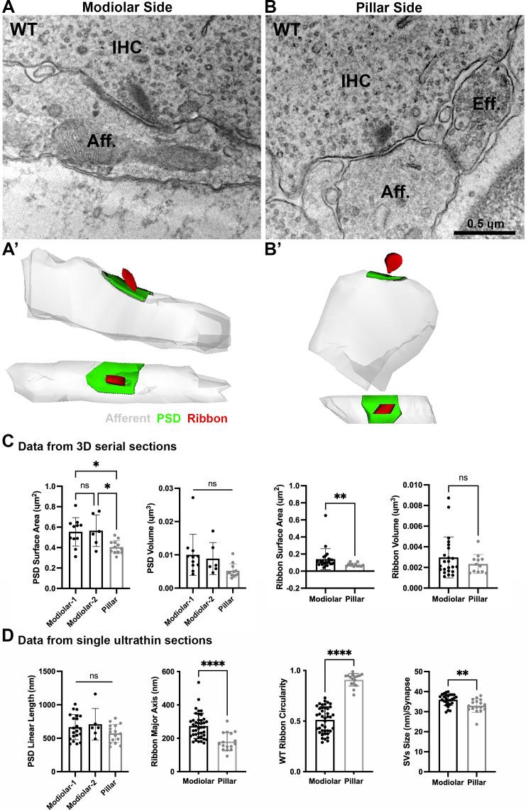 https://cdn.ncbi.nlm.nih.gov/pmc/blobs/d51c/9891727/26166f8cb946/elife-80950-fig3.jpg