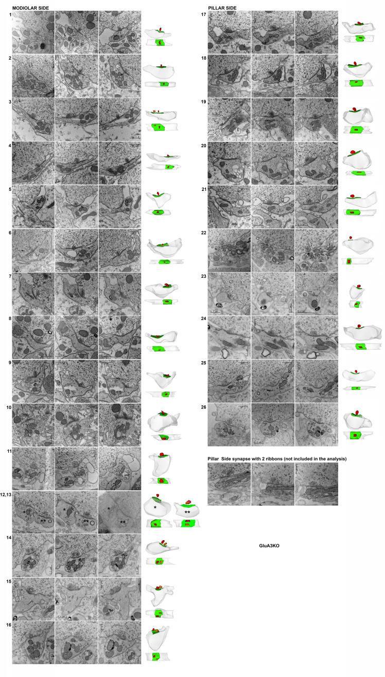 https://cdn.ncbi.nlm.nih.gov/pmc/blobs/d51c/9891727/7b484c407c0d/elife-80950-fig4-figsupp1.jpg
