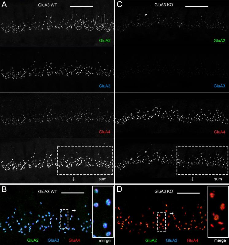 https://cdn.ncbi.nlm.nih.gov/pmc/blobs/d51c/9891727/8b325a62cab4/elife-80950-fig2.jpg