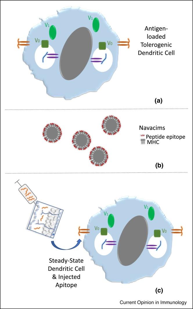 https://cdn.ncbi.nlm.nih.gov/pmc/blobs/d51d/8376632/0428193bd409/gr2.jpg