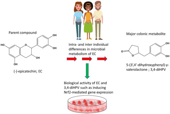 https://cdn.ncbi.nlm.nih.gov/pmc/blobs/d521/9281540/3f62c66d1719/fnut-09-910785-g0007.jpg