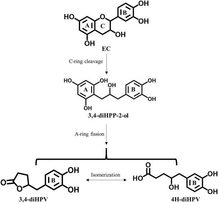 https://cdn.ncbi.nlm.nih.gov/pmc/blobs/d521/9281540/7a2816aba591/fnut-09-910785-g0001.jpg