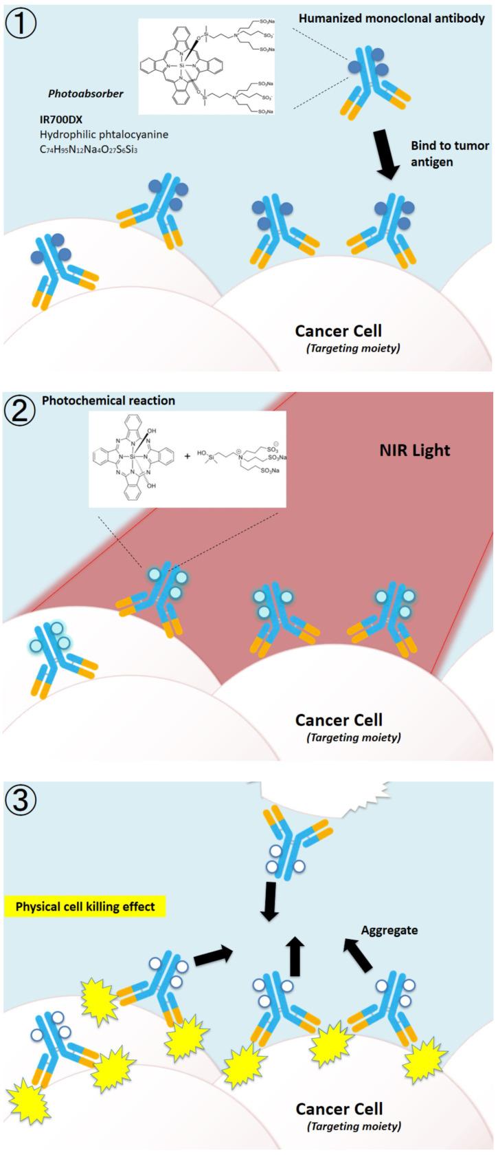 https://cdn.ncbi.nlm.nih.gov/pmc/blobs/d52a/9312913/3e4af911fdd1/biomedicines-10-01662-g001.jpg