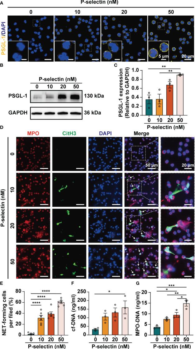 https://cdn.ncbi.nlm.nih.gov/pmc/blobs/d52c/10568494/9bb1d847c4da/fimmu-14-1265344-g002.jpg