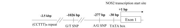 https://cdn.ncbi.nlm.nih.gov/pmc/blobs/d52d/1779390/e0fccd9ccf9a/ar1984-3.jpg