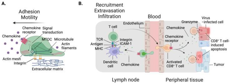 https://cdn.ncbi.nlm.nih.gov/pmc/blobs/d52e/11120175/c5b068b26796/cells-13-00844-g001.jpg