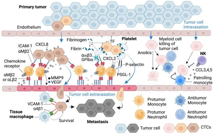 https://cdn.ncbi.nlm.nih.gov/pmc/blobs/d52e/11120175/e48161cba8d4/cells-13-00844-g006.jpg