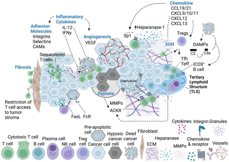https://cdn.ncbi.nlm.nih.gov/pmc/blobs/d52e/11120175/fbb4099418f2/cells-13-00844-g003.jpg