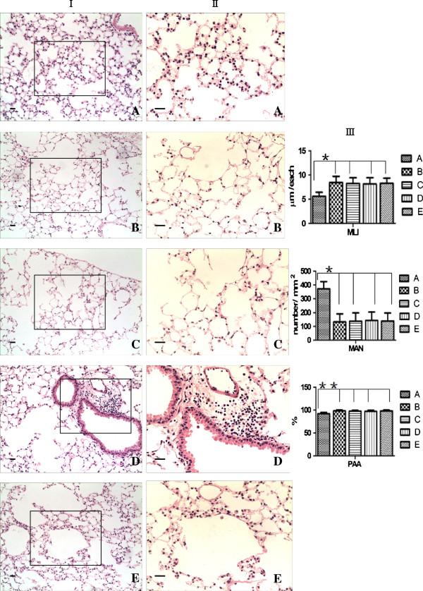 https://cdn.ncbi.nlm.nih.gov/pmc/blobs/d52f/3987841/4cbc9661c6ae/1465-9921-15-33-2.jpg