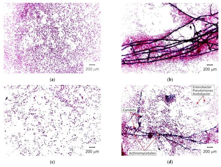 https://cdn.ncbi.nlm.nih.gov/pmc/blobs/d530/7821933/d770626b8978/membranes-11-00002-g005.jpg