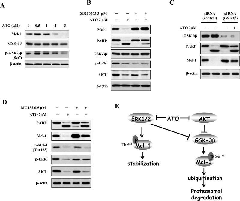 https://cdn.ncbi.nlm.nih.gov/pmc/blobs/d532/3478411/6ef2d7a113c5/nihms-386393-f0004.jpg