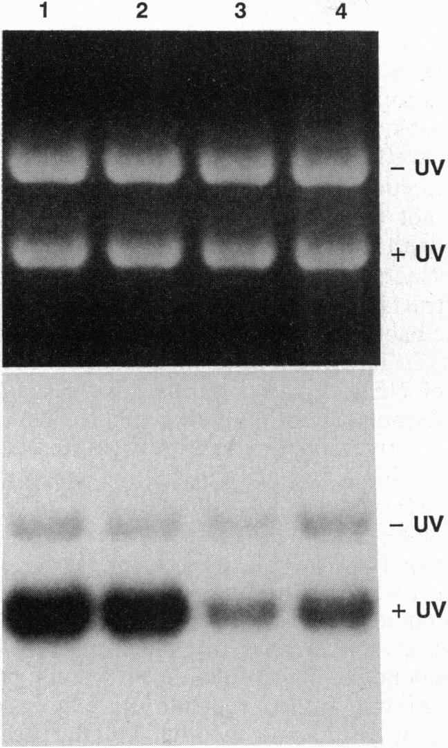 https://cdn.ncbi.nlm.nih.gov/pmc/blobs/d532/46622/486c1bd73443/pnas01463-0155-a.jpg