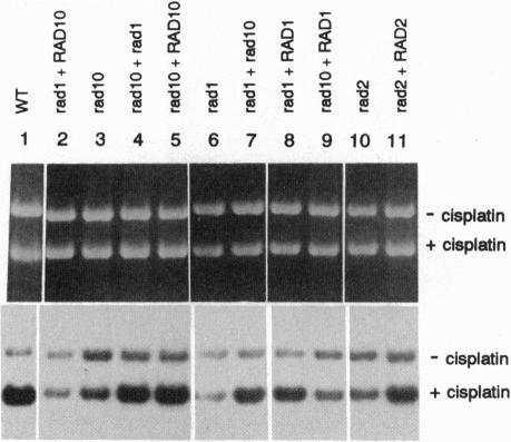 https://cdn.ncbi.nlm.nih.gov/pmc/blobs/d532/46622/74b6c0bcebc1/pnas01463-0155-b.jpg