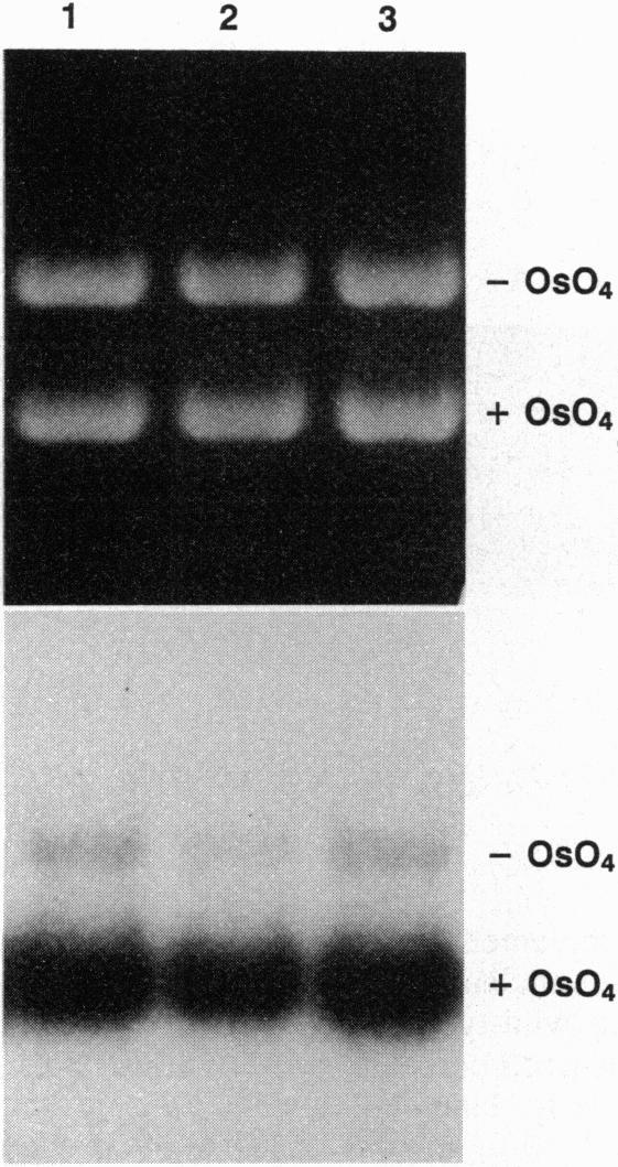https://cdn.ncbi.nlm.nih.gov/pmc/blobs/d532/46622/b292614471bb/pnas01463-0156-a.jpg