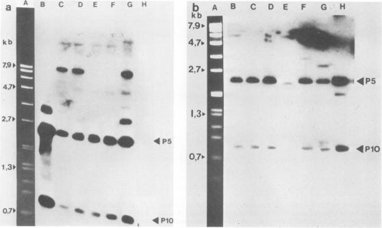 https://cdn.ncbi.nlm.nih.gov/pmc/blobs/d534/260218/06149bae9001/iai00099-0056-a.jpg