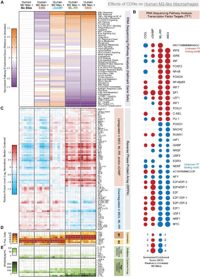 https://cdn.ncbi.nlm.nih.gov/pmc/blobs/d536/8330562/70c6e368ceb2/jitc-2021-003246f03.jpg