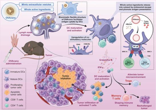 https://cdn.ncbi.nlm.nih.gov/pmc/blobs/d537/11650550/3228016e6315/ADHM-13-0-g004.jpg