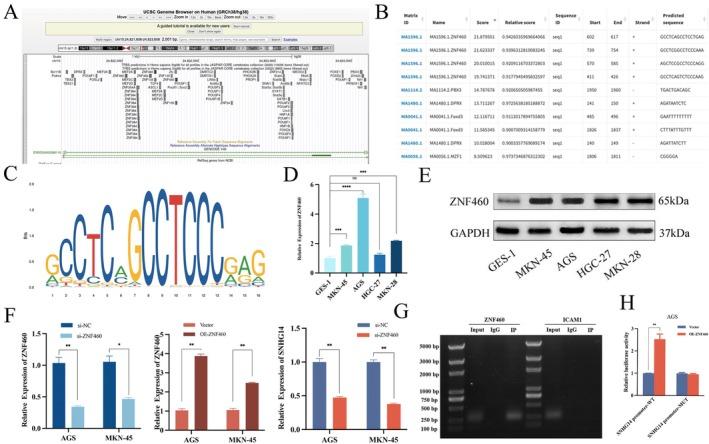 https://cdn.ncbi.nlm.nih.gov/pmc/blobs/d53d/12168236/bd9cc09b6c85/JCMM-29-e70652-g001.jpg
