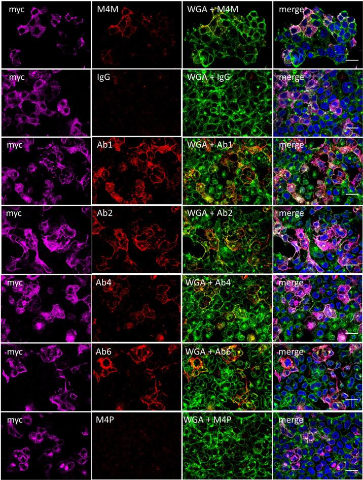 https://cdn.ncbi.nlm.nih.gov/pmc/blobs/d540/12141489/850fa0a9c7c3/41598_2025_5256_Fig3_HTML.jpg