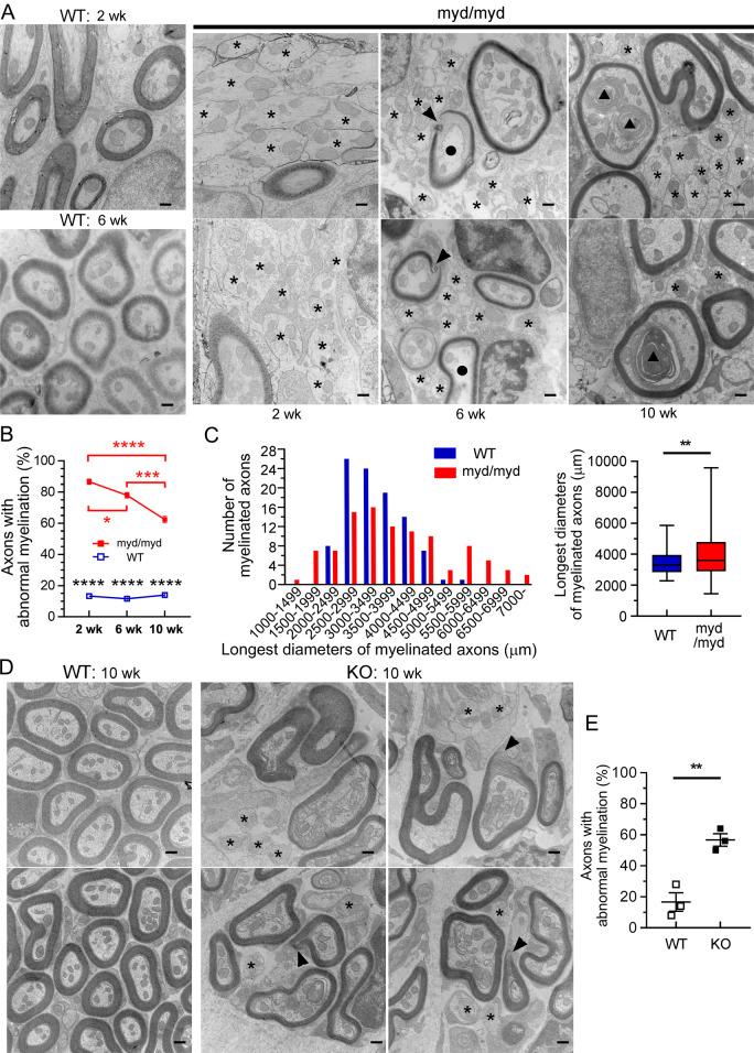https://cdn.ncbi.nlm.nih.gov/pmc/blobs/d540/7274486/658ca35a50f2/pgen.1008826.g007.jpg