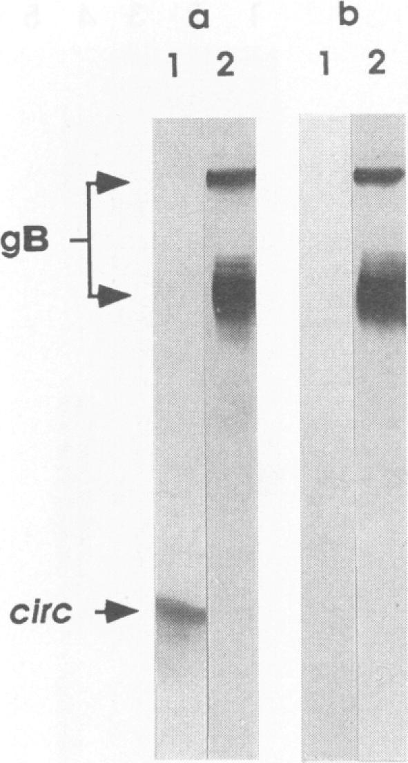 https://cdn.ncbi.nlm.nih.gov/pmc/blobs/d548/237272/975ceb031b0e/jvirol00021-0432-a.jpg