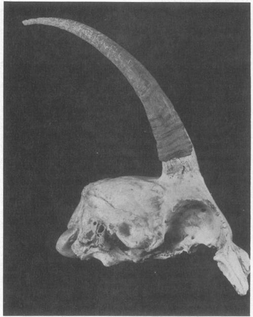 https://cdn.ncbi.nlm.nih.gov/pmc/blobs/d54a/322964/414f0773b9d4/pnas00308-0011-a.jpg