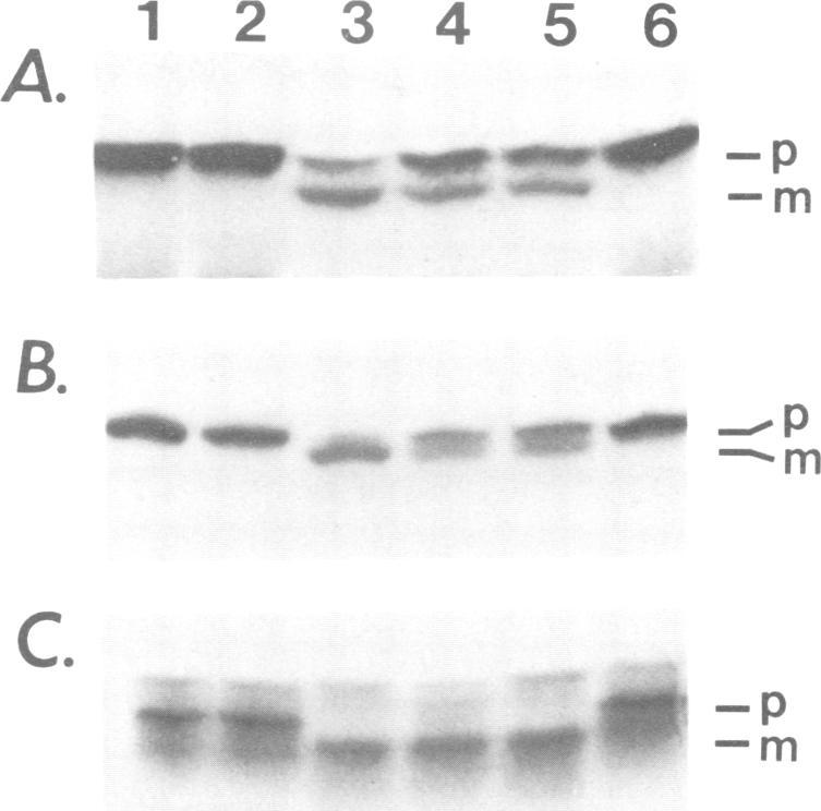 https://cdn.ncbi.nlm.nih.gov/pmc/blobs/d553/454965/c917ef60c476/emboj00149-0236-b.jpg