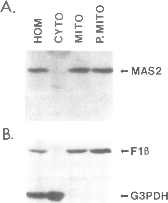 https://cdn.ncbi.nlm.nih.gov/pmc/blobs/d553/454965/e5224daf47b2/emboj00149-0234-b.jpg