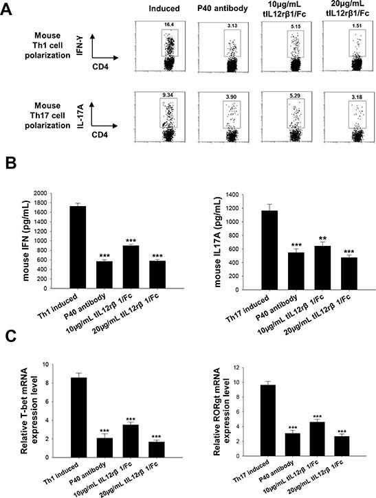 https://cdn.ncbi.nlm.nih.gov/pmc/blobs/d555/4745676/b18c442dca7e/oncotarget-06-28539-g006.jpg