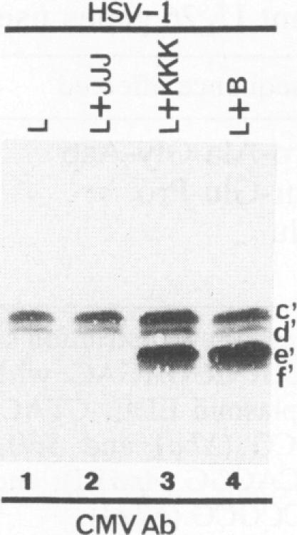https://cdn.ncbi.nlm.nih.gov/pmc/blobs/d558/237497/2544abbd60f4/jvirol00024-0184-a.jpg