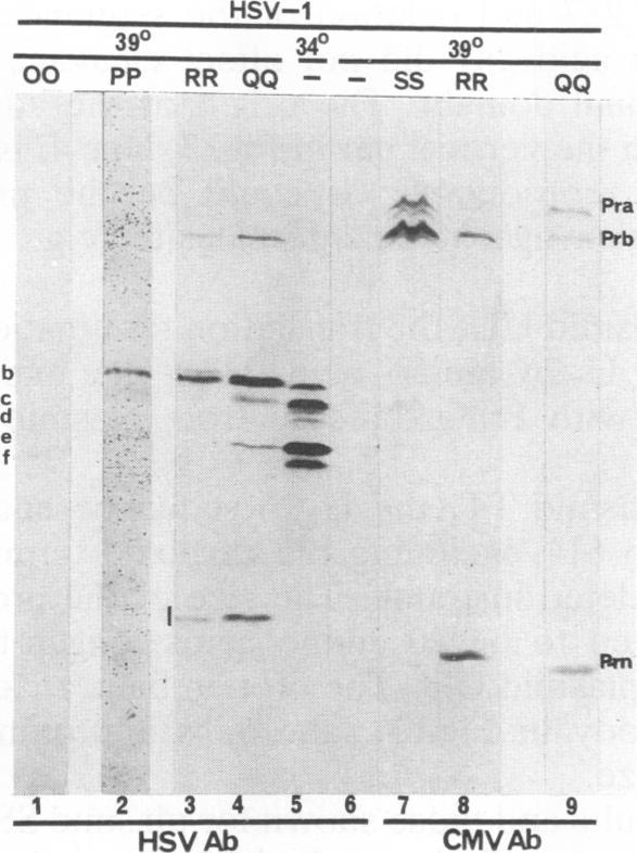 https://cdn.ncbi.nlm.nih.gov/pmc/blobs/d558/237497/cdedebf27876/jvirol00024-0181-a.jpg