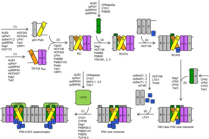 https://cdn.ncbi.nlm.nih.gov/pmc/blobs/d55d/4754418/1393b1fc1ed0/fpls-07-00168-g0001.jpg