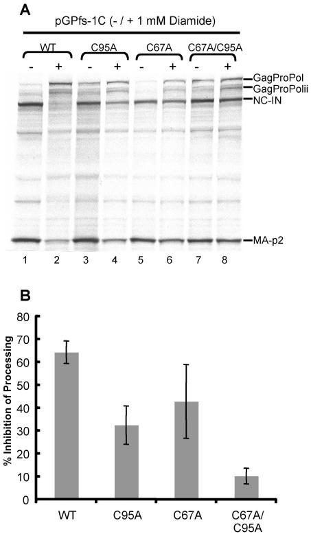 https://cdn.ncbi.nlm.nih.gov/pmc/blobs/d55f/2962637/715ebeb4ed1d/pone.0013595.g004.jpg