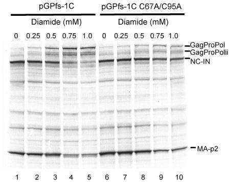 https://cdn.ncbi.nlm.nih.gov/pmc/blobs/d55f/2962637/afe875b30025/pone.0013595.g003.jpg