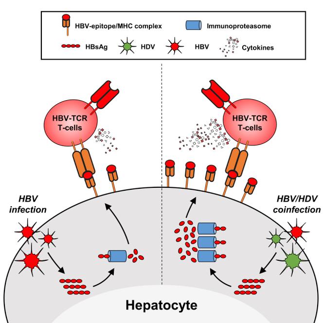https://cdn.ncbi.nlm.nih.gov/pmc/blobs/d565/7659593/edd2132f6d6b/fx1.jpg