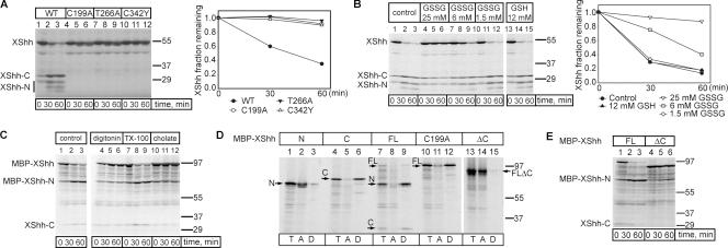 https://cdn.ncbi.nlm.nih.gov/pmc/blobs/d566/3051819/184004a52607/JCB_201008090_GS_Fig2.jpg