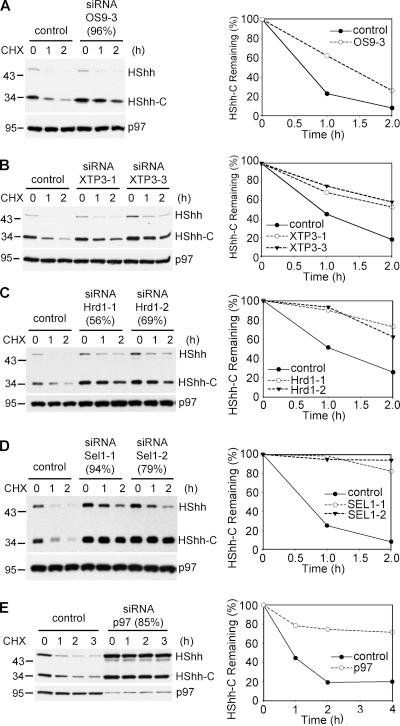 https://cdn.ncbi.nlm.nih.gov/pmc/blobs/d566/3051819/5779c19c7ef5/JCB_201008090_GS_Fig6.jpg
