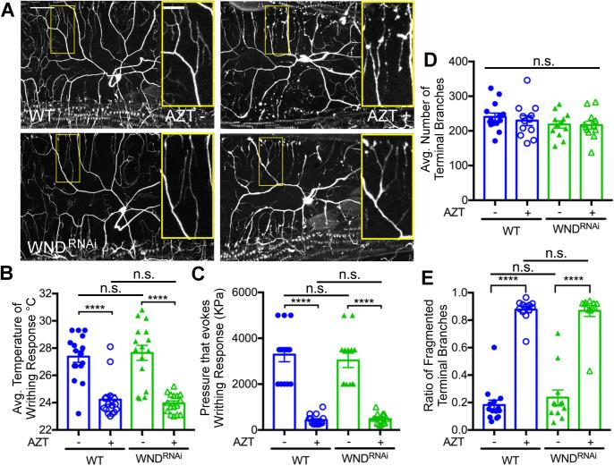 https://cdn.ncbi.nlm.nih.gov/pmc/blobs/d567/7860131/07becbe37171/biolopen-10-054635-g4.jpg