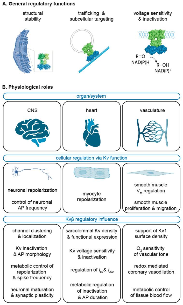 https://cdn.ncbi.nlm.nih.gov/pmc/blobs/d568/9317154/766abbaf31b6/cells-11-02230-g004.jpg