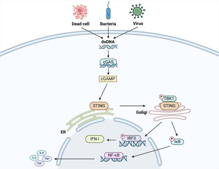 https://cdn.ncbi.nlm.nih.gov/pmc/blobs/d56c/12129981/3a7edd1183e6/fimmu-16-1594133-g001.jpg