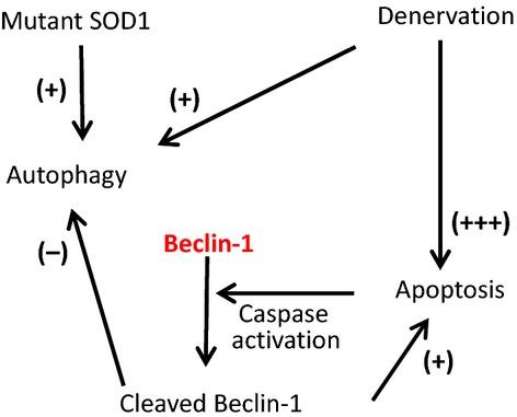 https://cdn.ncbi.nlm.nih.gov/pmc/blobs/d574/4387765/b2e3a5cc46bc/phy2-3-e12271-g6.jpg